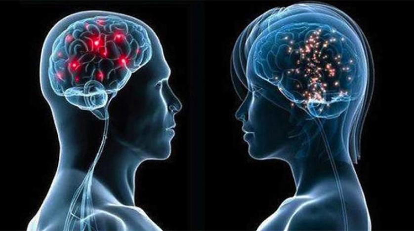 هل هناك  اختلاف بين أدمغة الذكور والإناث